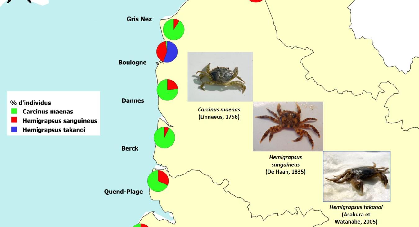 Les crabes asiatiques