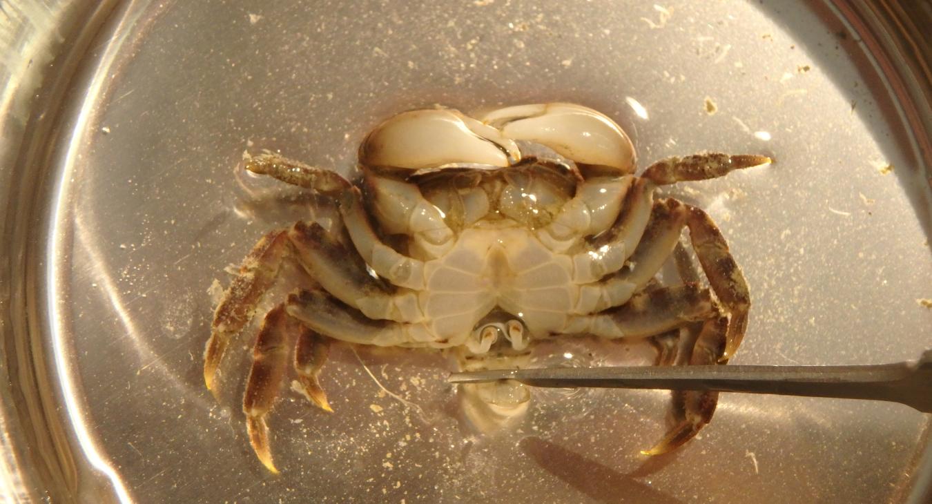 Les crabes asiatiques